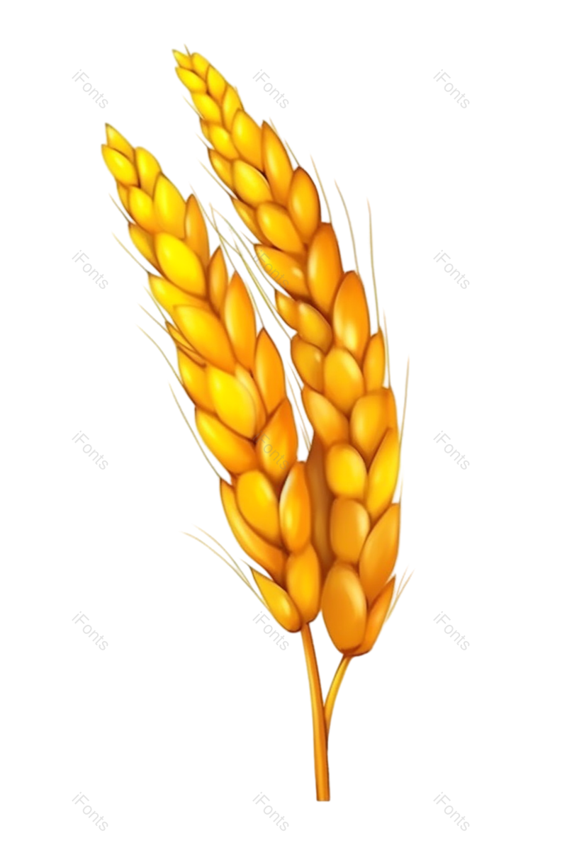 芒种图片,麦子元素,丰收PNG,麦田免抠素材
